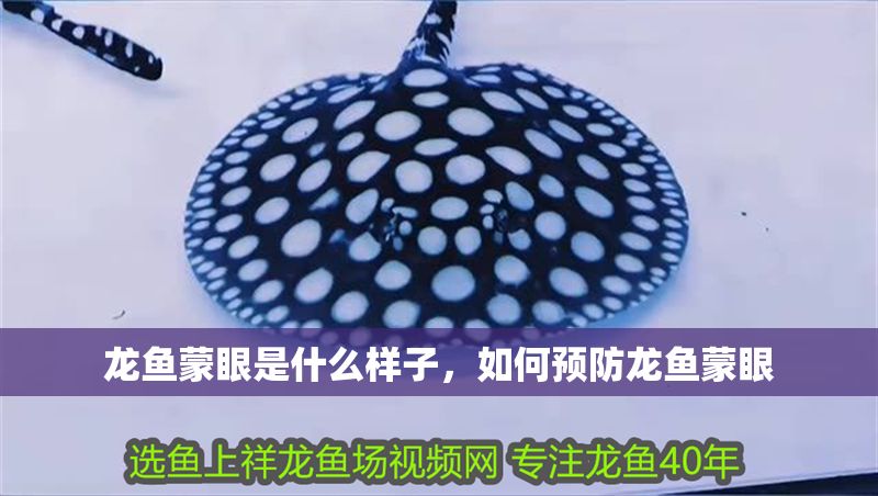 龍魚蒙眼是什么樣子，如何預防龍魚蒙眼