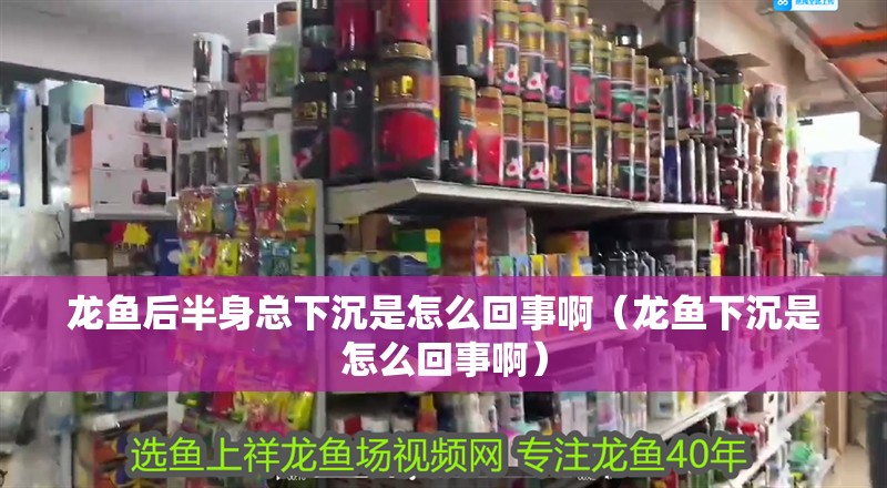 龍魚后半身總下沉是怎么回事啊（龍魚下沉是怎么回事啊）