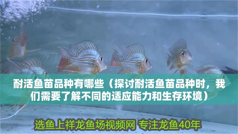 耐活魚苗品種有哪些（探討耐活魚苗品種時，我們需要了解不同的適應能力和生存環(huán)境）