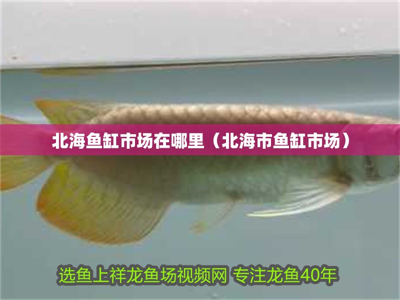北海魚缸市場在哪里（北海市魚缸市場）