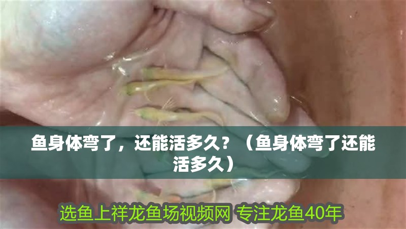 魚身體彎了，還能活多久？（魚身體彎了還能活多久）