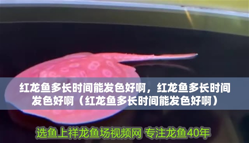紅龍魚多長時間能發色好啊，紅龍魚多長時間發色好?。t龍魚多長時間能發色好啊）
