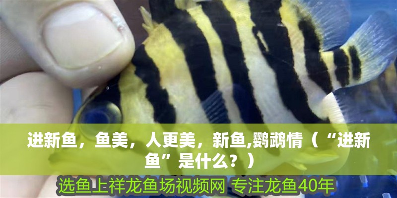進(jìn)新魚，魚美，人更美，新魚,鸚鵡情（“進(jìn)新魚”是什么？）