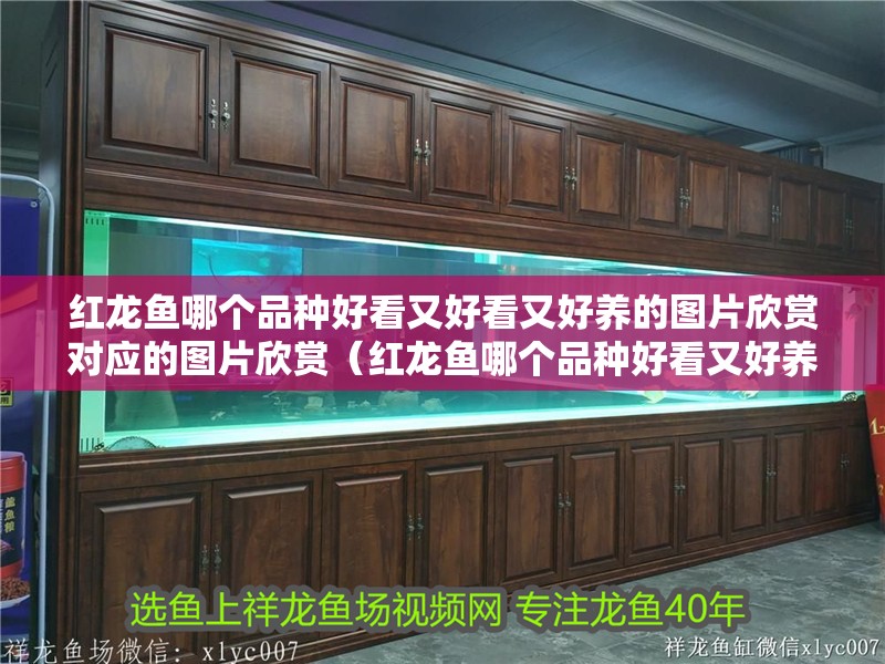 紅龍魚哪個品種好看又好看又好養的圖片欣賞對應的圖片欣賞（紅龍魚哪個品種好看又好養）