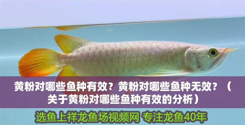 黃粉對哪些魚種有效？黃粉對哪些魚種無效？（關于黃粉對哪些魚種有效的分析）