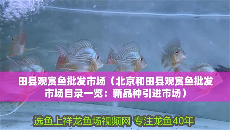 田縣觀賞魚批發(fā)市場（北京和田縣觀賞魚批發(fā)市場目錄一覽：新品種引進(jìn)市場）