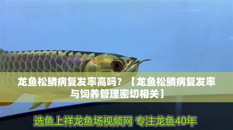 龍魚松鱗病復發率高嗎？【龍魚松鱗病復發率與飼養管理密切相關】