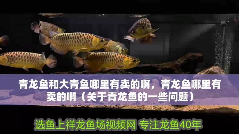 青龍魚和大青魚哪里有賣的啊，青龍魚哪里有賣的啊（關于青龍魚的一些問題）