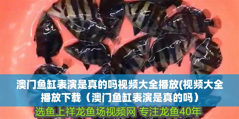 澳門魚缸表演是真的嗎視頻大全播放(視頻大全播放下載（澳門魚缸表演是真的嗎）