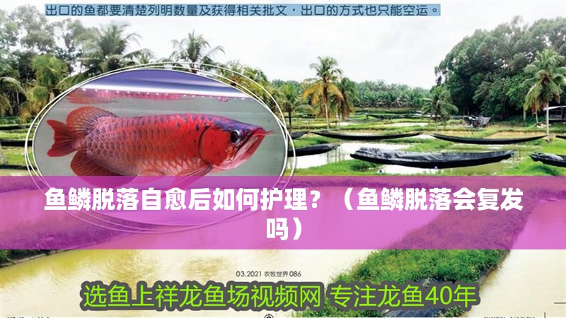 魚鱗脫落自愈后如何護理？（魚鱗脫落會復發嗎）