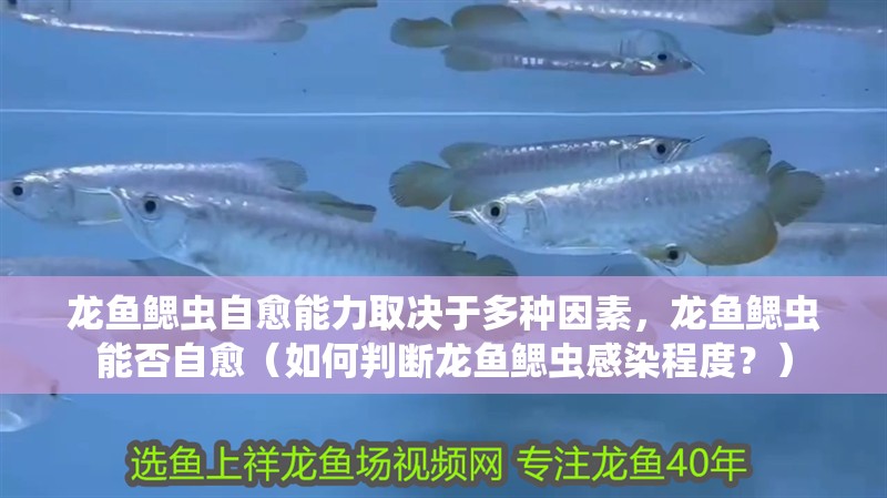 龍魚鰓蟲自愈能力取決于多種因素，龍魚鰓蟲能否自愈（如何判斷龍魚鰓蟲感染程度？）