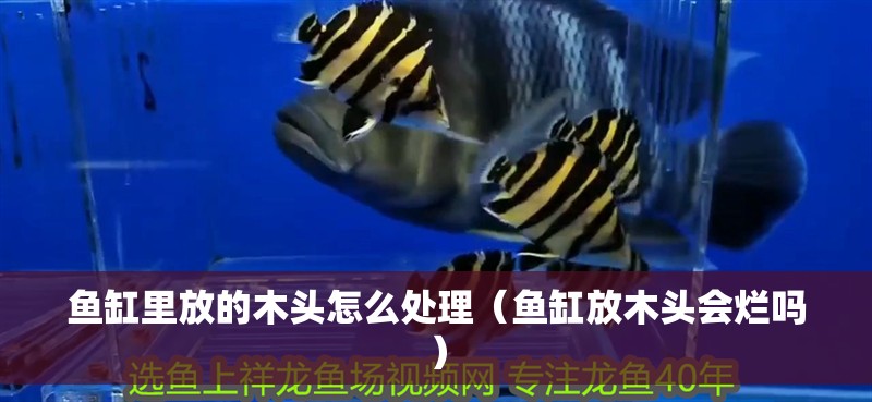 魚(yú)缸里放的木頭怎么處理（魚(yú)缸放木頭會(huì)爛嗎）