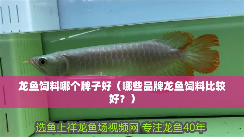 龍魚飼料哪個牌子好（哪些品牌龍魚飼料比較好？）