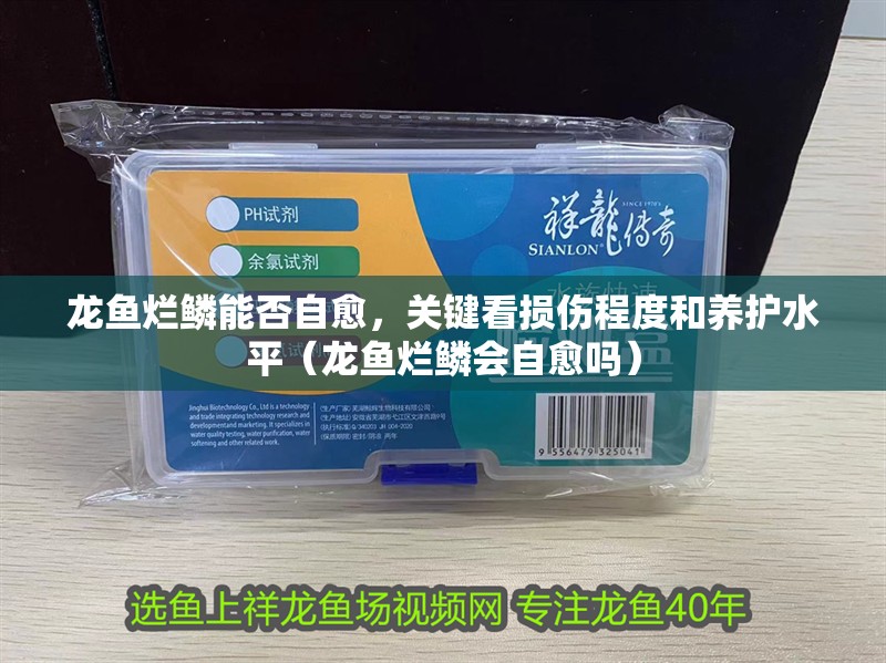 龍魚(yú)爛鱗能否自愈，關(guān)鍵看損傷程度和養(yǎng)護(hù)水平（龍魚(yú)爛鱗會(huì)自愈嗎）