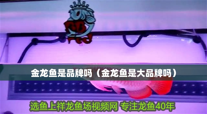 金龍魚是品牌嗎（金龍魚是大品牌嗎）