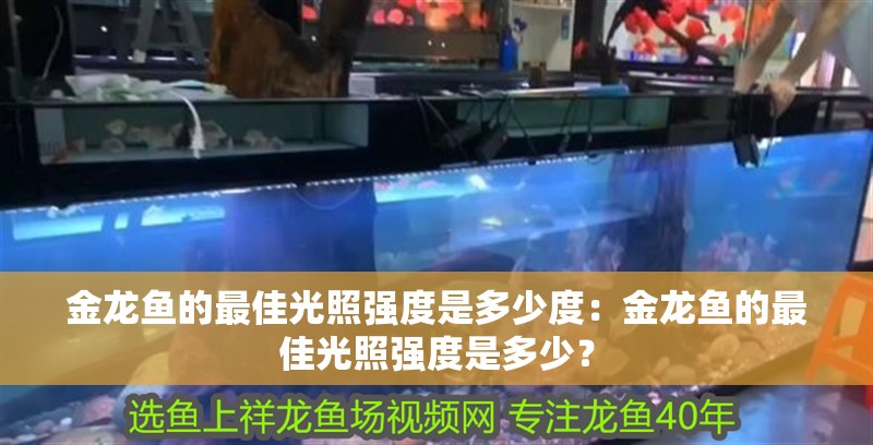 金龍魚的最佳光照強(qiáng)度是多少度：金龍魚的最佳光照強(qiáng)度是多少？ 金龍魚的最佳光照強(qiáng)度是多少度：金龍魚的最佳光照強(qiáng)度是多少？ 水族問答