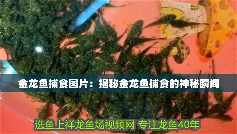 金龍魚捕食圖片：揭秘金龍魚捕食的神秘瞬間