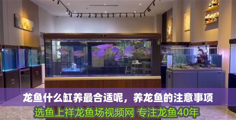 龍魚什么缸養最合適呢，養龍魚的注意事項