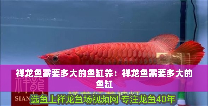 祥龍魚需要多大的魚缸養：祥龍魚需要多大的魚缸