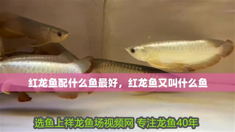 紅龍魚配什么魚最好，紅龍魚又叫什么魚