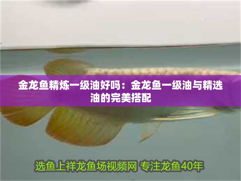 金龍魚精煉一級油好嗎：金龍魚一級油與精選油的完美搭配