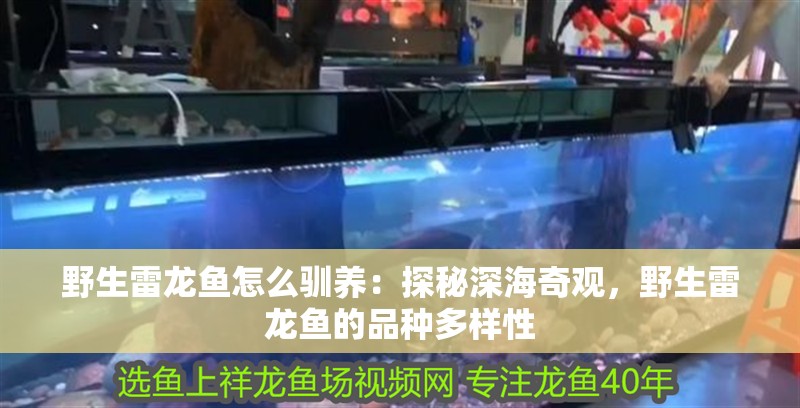 野生雷龍魚怎么馴養：探秘深海奇觀，野生雷龍魚的品種多樣性