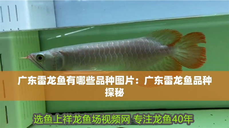 廣東雷龍魚有哪些品種圖片：廣東雷龍魚品種探秘
