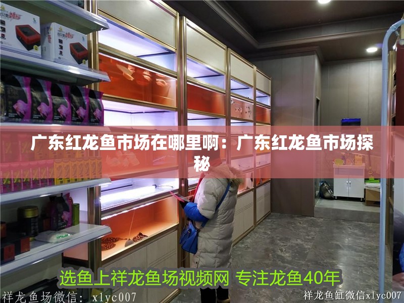 廣東紅龍魚市場在哪里啊：廣東紅龍魚市場探秘 廣東紅龍魚市場在哪里啊：廣東紅龍魚市場探秘 水族問答