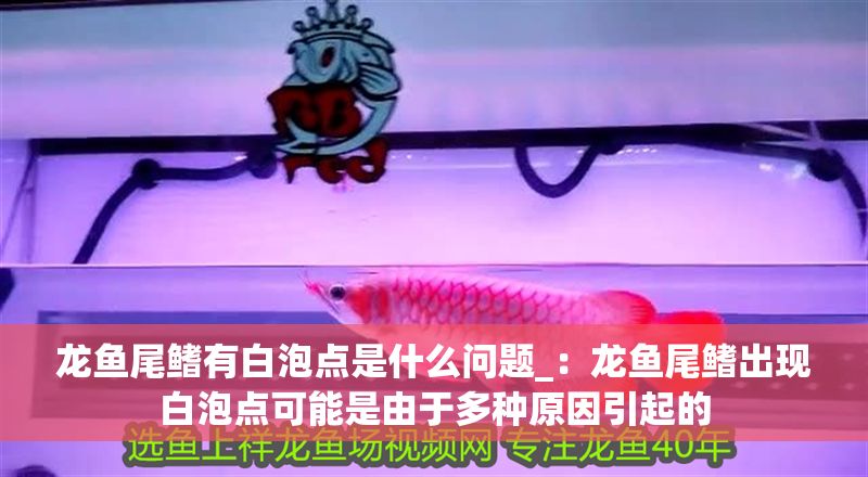 龍魚尾鰭有白泡點(diǎn)是什么問題_：龍魚尾鰭出現(xiàn)白泡點(diǎn)可能是由于多種原因引起的
