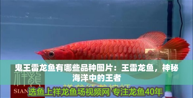 我的虎魚真菌感染了要怎么處理 鬼王雷龍魚有哪些品種圖片:王雷龍魚,神秘海洋中的王者 水族問答 鬼王雷龍魚有哪些品種圖片:王雷龍魚,神秘海洋中的王者 鬼王雷龍魚有哪些品種圖片:王雷龍魚,神秘海洋中的王者 水族問答