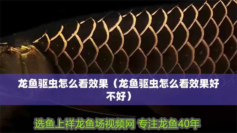 龍魚(yú)驅(qū)蟲(chóng)怎么看效果（龍魚(yú)驅(qū)蟲(chóng)怎么看效果好不好）