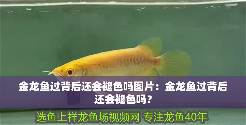 金龍魚過背后還會(huì)褪色嗎圖片：金龍魚過背后還會(huì)褪色嗎？