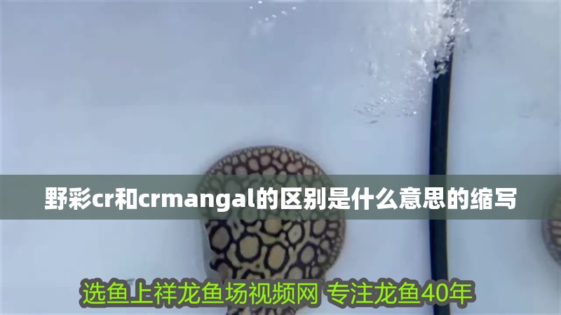 野彩cr和crmangal的區別是什么意思的縮寫