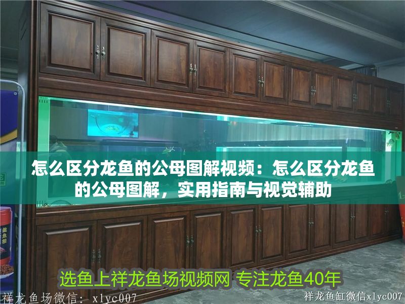 怎么區分龍魚的公母圖解視頻：怎么區分龍魚的公母圖解，實用指南與視覺輔助