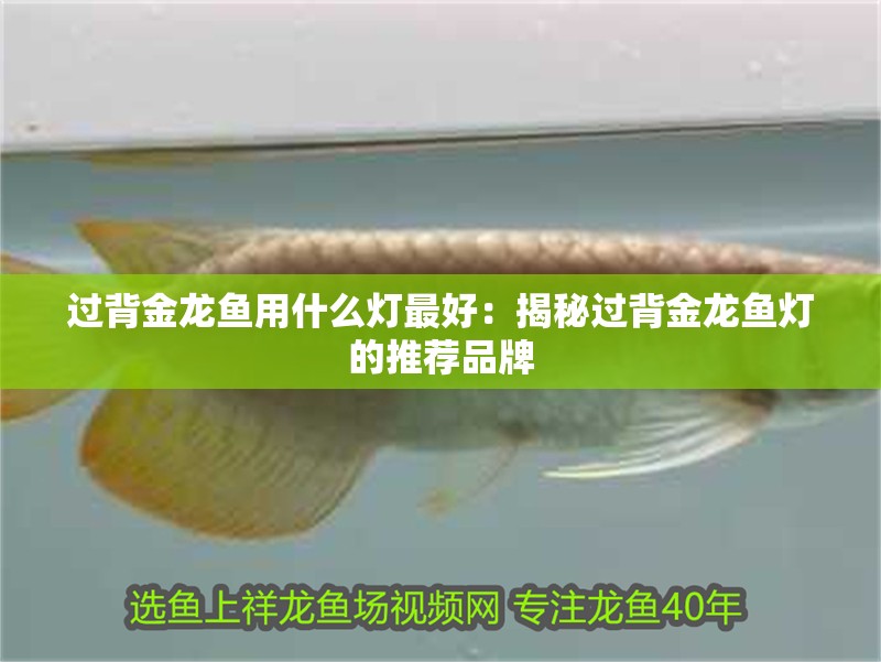 過背金龍魚用什么燈最好：揭秘過背金龍魚燈的推薦品牌