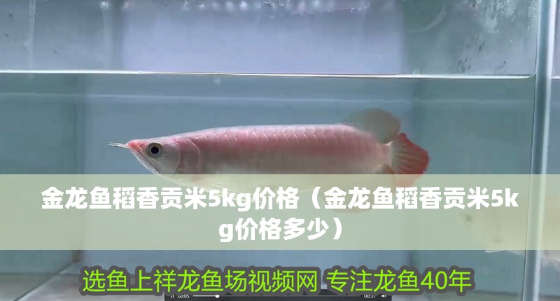 金龍魚稻香貢米5kg價格（金龍魚稻香貢米5kg價格多少）