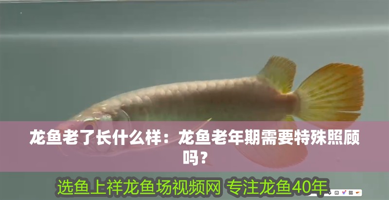 龍魚老了長什么樣：龍魚老年期需要特殊照顧嗎？ 龍魚老了長什么樣：龍魚老年期需要特殊照顧嗎？ 水族問答