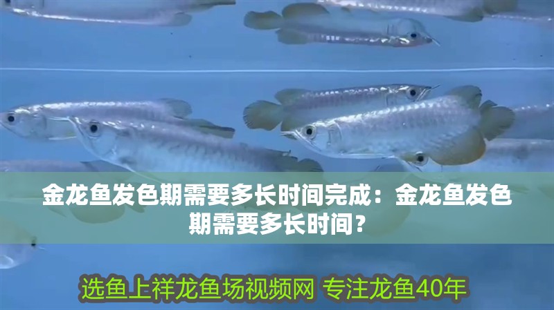 金龍魚發色期需要多長時間完成：金龍魚發色期需要多長時間？ 金龍魚發色期需要多長時間完成：金龍魚發色期需要多長時間？ 水族問答