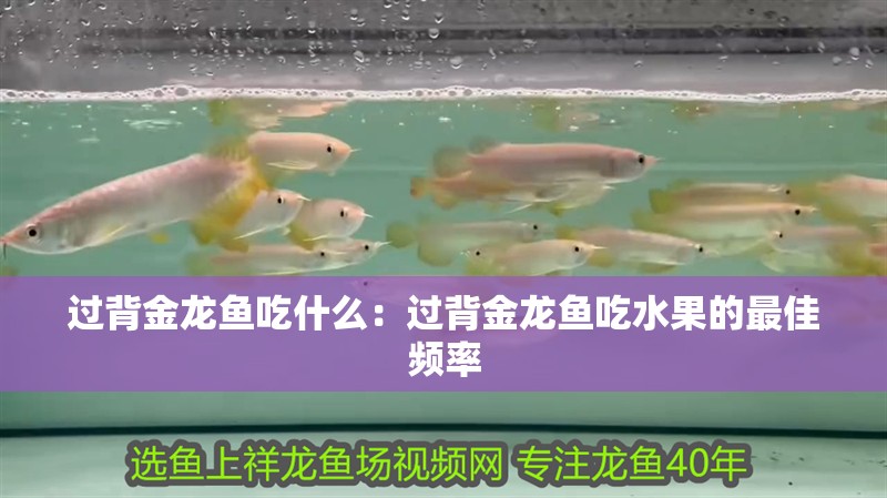 過背金龍魚吃什么：過背金龍魚吃水果的最佳頻率