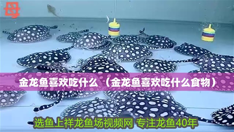 金龍魚喜歡吃什么 （金龍魚喜歡吃什么食物）