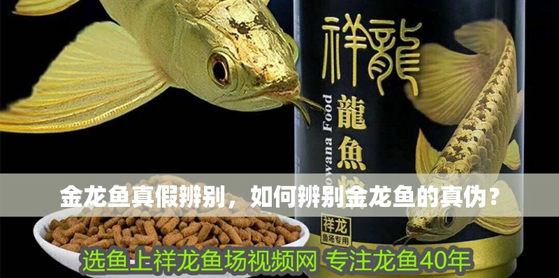 金龍魚真假辨別，如何辨別金龍魚的真偽？
