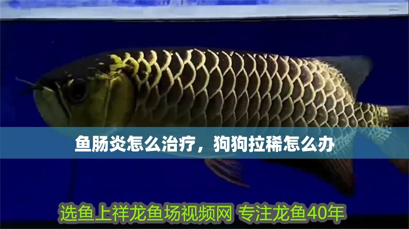 魚腸炎怎么治療，狗狗拉稀怎么辦 魚腸炎怎么治療，狗狗拉稀怎么辦 觀賞魚百科