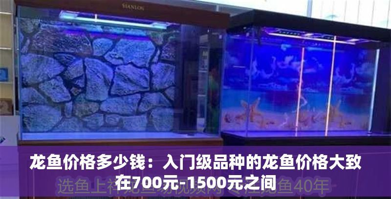 龍魚價格多少錢：入門級品種的龍魚價格大致在700元-1500元之間