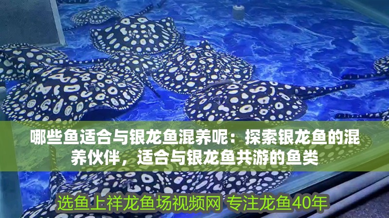 哪些魚適合與銀龍魚混養呢：探索銀龍魚的混養伙伴，適合與銀龍魚共游的魚類