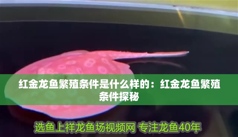 紅金龍魚繁殖條件是什么樣的:紅金龍魚繁殖條件探秘