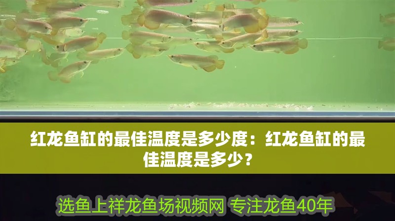 紅龍魚(yú)缸的最佳溫度是多少度：紅龍魚(yú)缸的最佳溫度是多少？