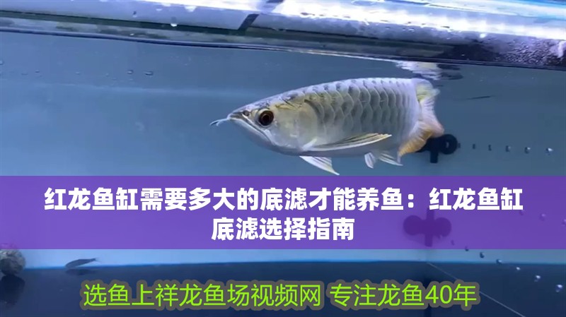 紅龍魚缸需要多大的底濾才能養魚：紅龍魚缸底濾選擇指南