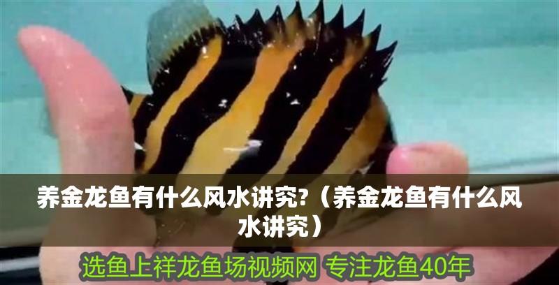 養(yǎng)金龍魚有什么風水講究?（養(yǎng)金龍魚有什么風水講究）