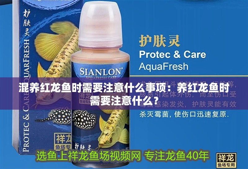 混養紅龍魚時需要注意什么事項：養紅龍魚時需要注意什么？ 混養紅龍魚時需要注意什么事項：養紅龍魚時需要注意什么？ 水族問答