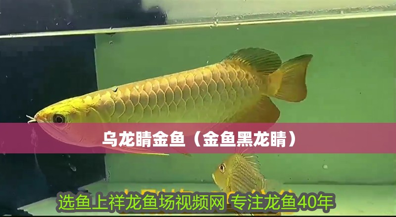 烏龍睛金魚（金魚黑龍睛）